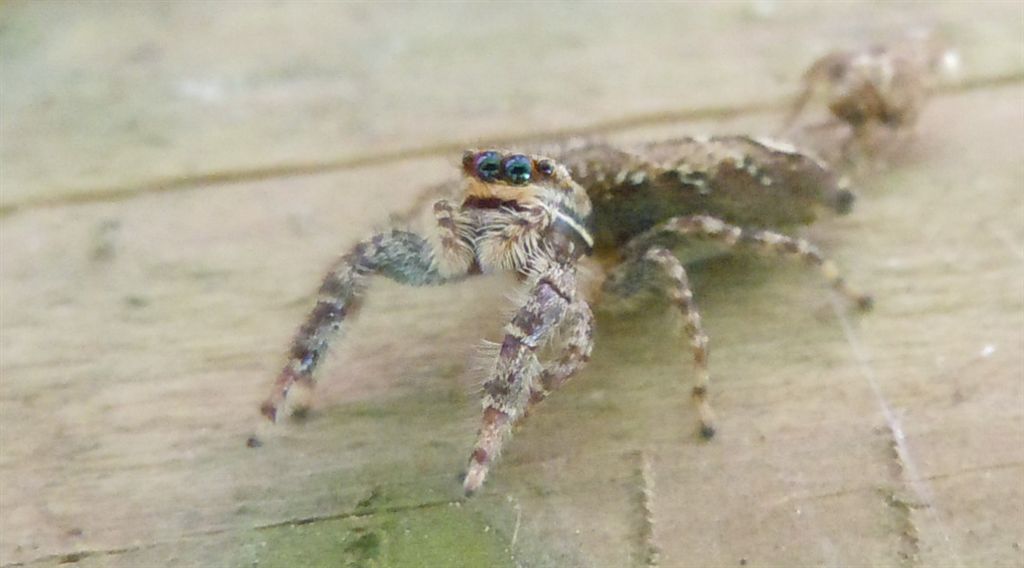 Marpissa muscosa